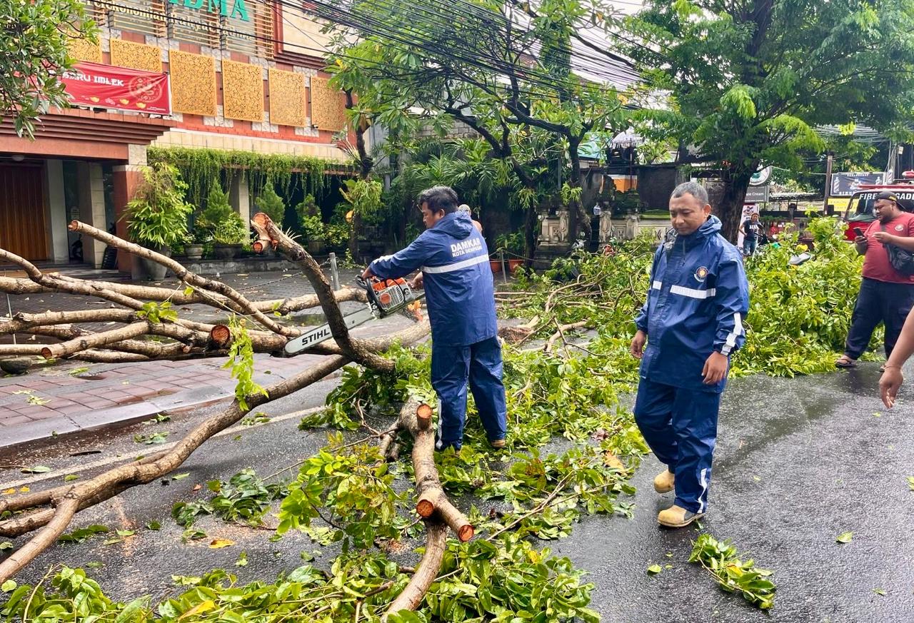 Pohon tumbang - Bali Nusra