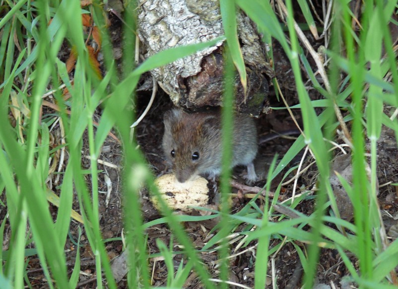 Tikus sawah