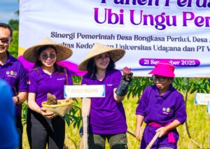 Panen Perdana Ubi Ungu (1)