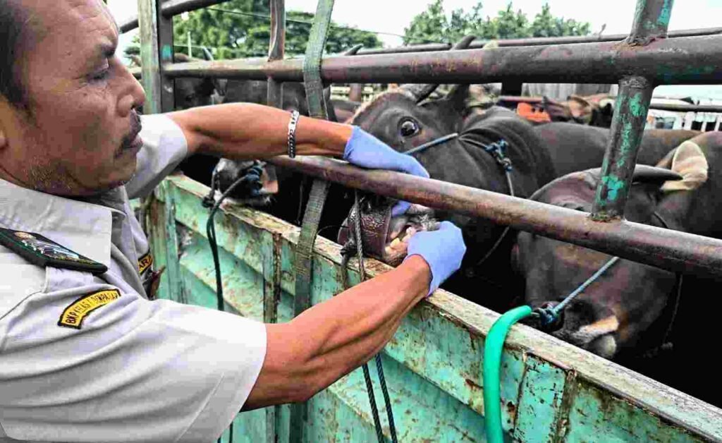 Karantina Bali Perketat Pengawasan Sapi Jamin Kesehatan dan Lindungi Plasma Nutfah