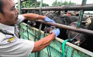 Karantina Bali Perketat Pengawasan Sapi Jamin Kesehatan dan Lindungi Plasma Nutfah