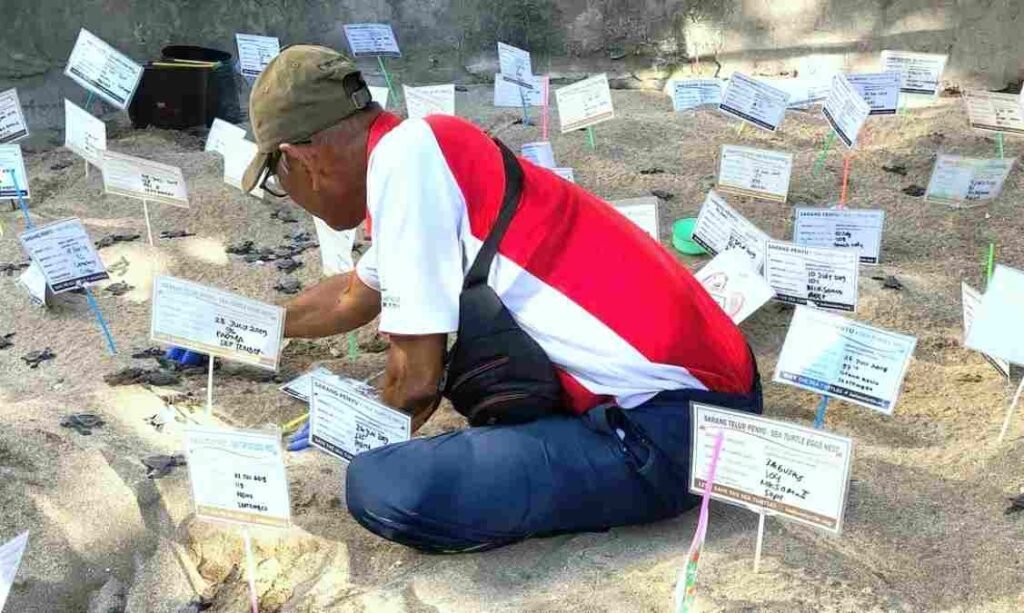 Musim Bertelur Tiba, KBSTC Gercep Amankan Sarang Penyu Lekang di Pantai Kuta