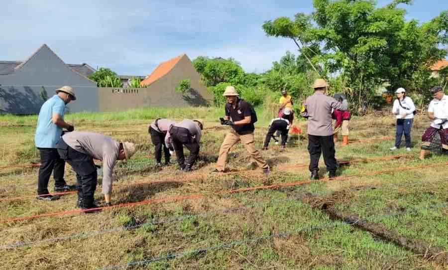 Optimalkan Lahan Bera, Pemkot Denpasar Kembangkan Budidaya Jagung Manis di Subak Intaran Barat