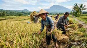 Panen Perdana Padi Gogo di Lombok Utara Tembus 6 Ton, Petani Keluhkan Infrastruktur Irigasi