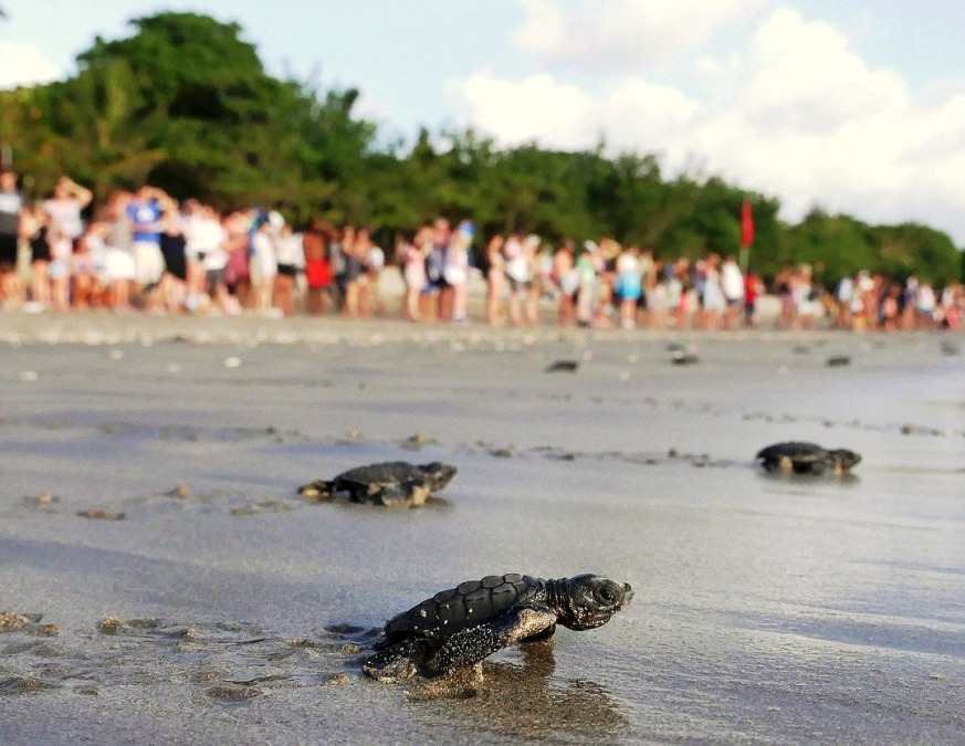 Serunya Aksi Pelepasan Tukik di Pantai Kuta Wisata Edukasi yang Diminati Turis Asing