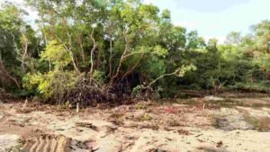 Temuan Pembabatan Mangrove di Kura-Kura Bali Pansus TRAP DPRD Bali Segel Lahan PT BTID