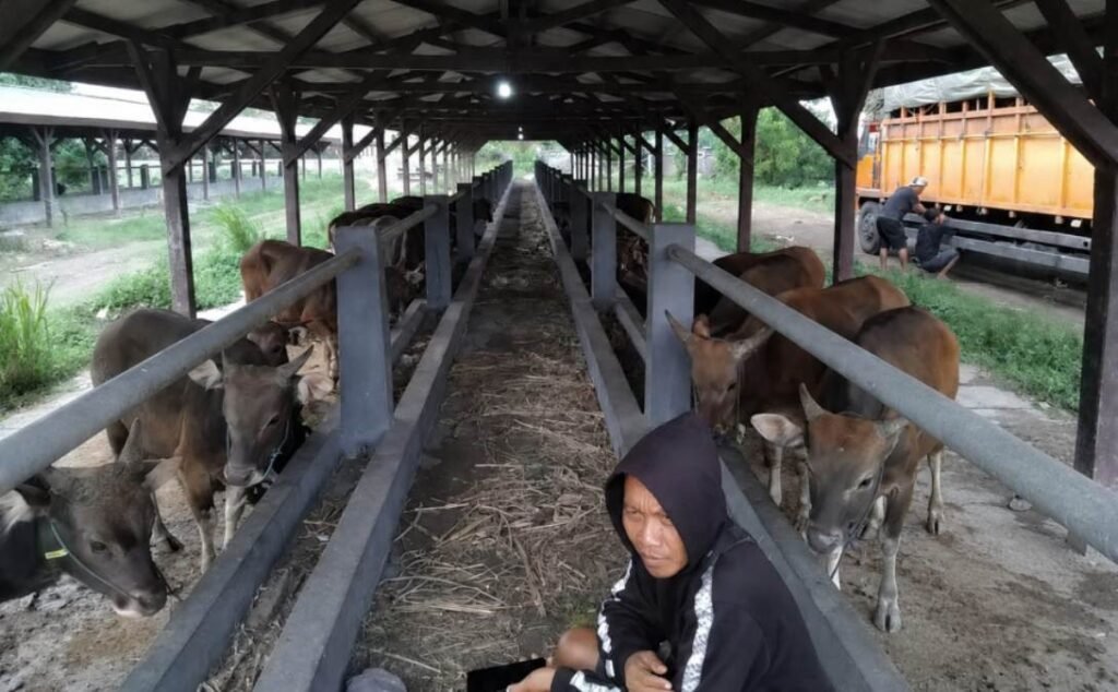 Karantina Bali Amankan 25 Sapi Kurban di Pelabuhan Gilimanuk Akibat Dokumen Palsu