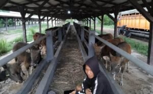 Karantina Bali Amankan 25 Sapi Kurban di Pelabuhan Gilimanuk Akibat Dokumen Palsu