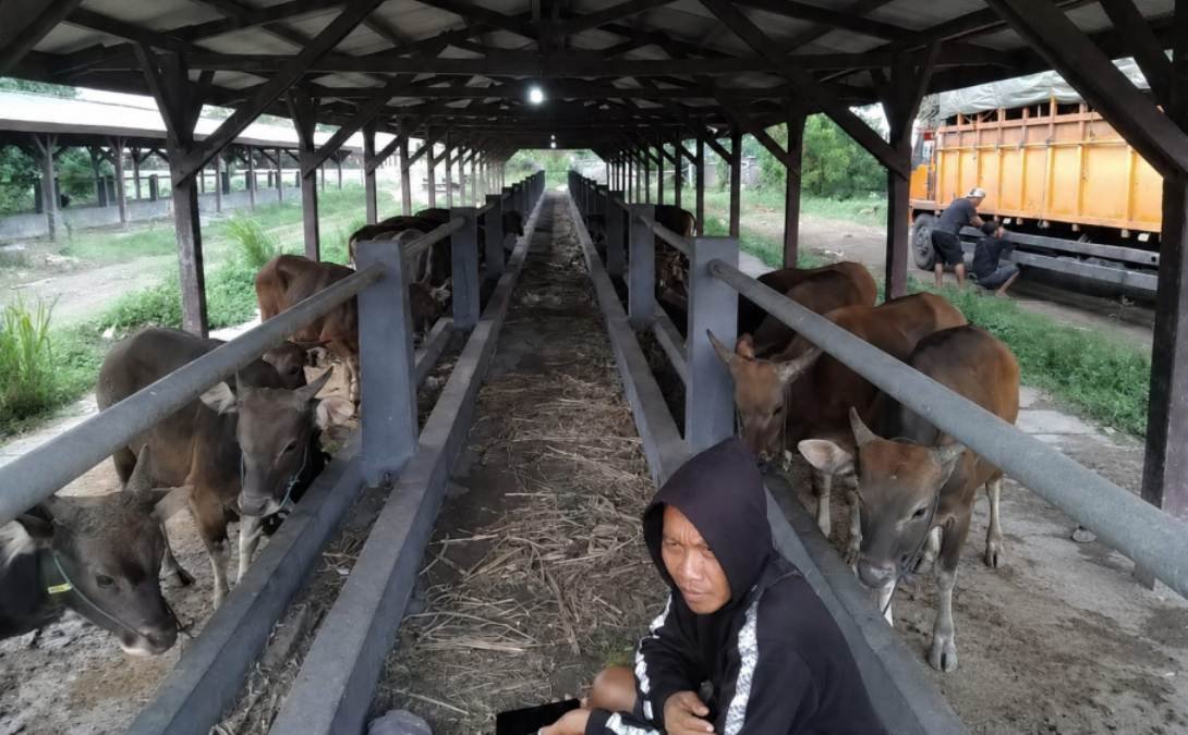 Karantina Bali Amankan 25 Sapi Kurban di Pelabuhan Gilimanuk Akibat Dokumen Palsu