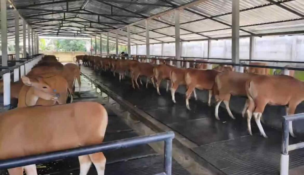Kuota Pengiriman Sapi Bali Cepat Habis, Distan Pangan Tegaskan Dasar Analisis Populasi