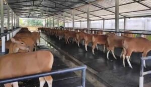 Kuota Pengiriman Sapi Bali Cepat Habis, Distan Pangan Tegaskan Dasar Analisis Populasi