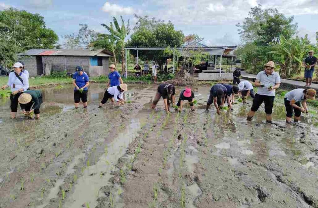 Hadapi Kemarau, Pemkot Denpasar Tanam Padi Cakrabuana Agritan di Subak Sembung