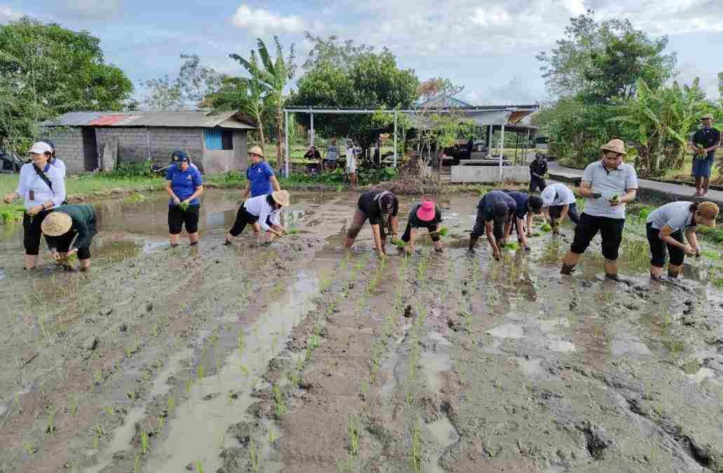 Hadapi Kemarau, Pemkot Denpasar Tanam Padi Cakrabuana Agritan di Subak Sembung