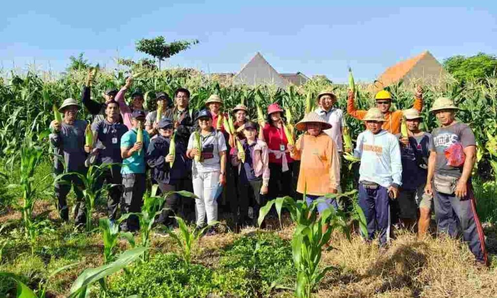 Panen Jagung Manis Golden Boy Denpasar, Lahan Bera Hasilkan 3,21 Ton