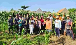 Panen Jagung Manis Golden Boy Denpasar, Lahan Bera Hasilkan 3,21 Ton