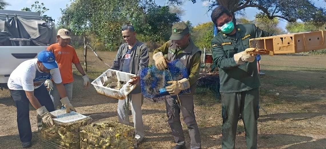 Karantina Bali Gagalkan Pengiriman 284 Burung Ilegal ke Jawa Tengah