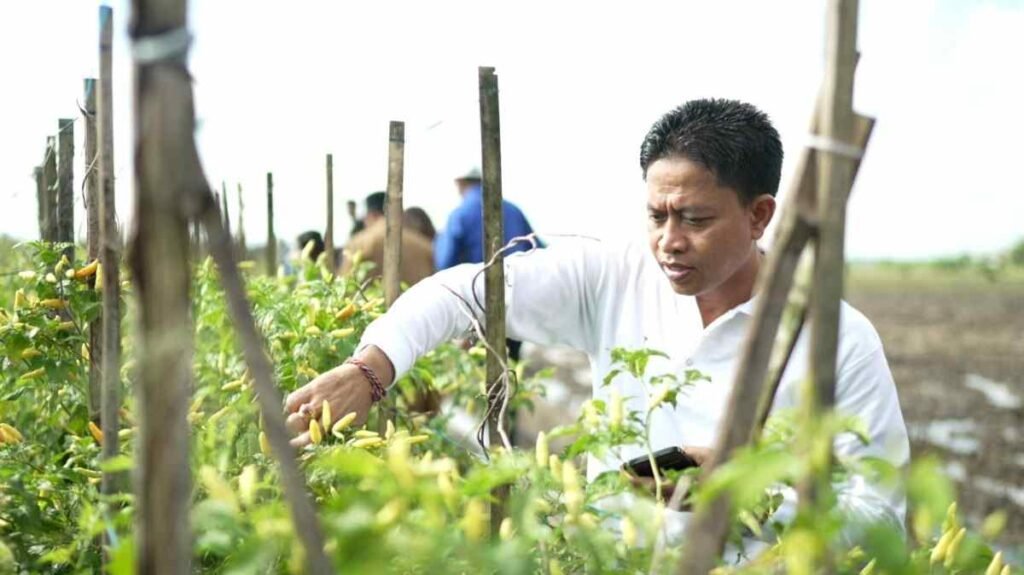 Antisipasi Kelangkaan, Diperpa Badung Tanam Cabai di Lahan 42 Hektare