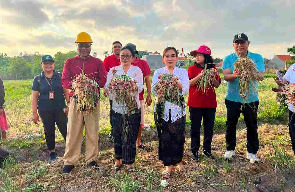 Edukasi Pertanian Sejak Dini, TP PKK Denpasar Ajak Anak-Anak PAUD Panen di Subak Intaran Barat