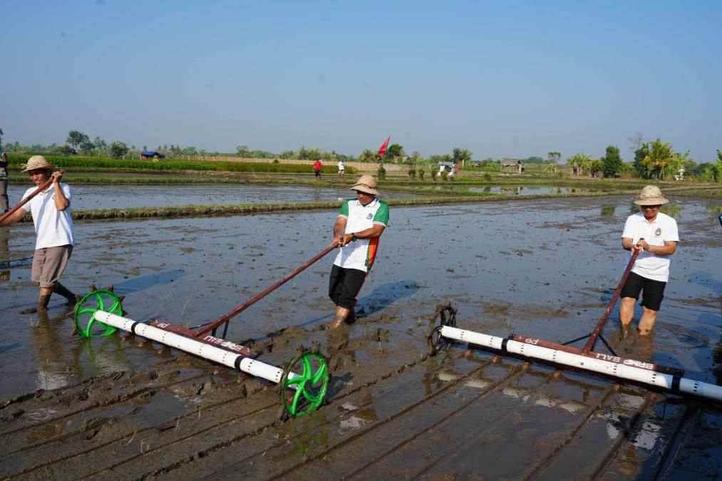 Modernisasi Pertanian Badung: Metode PMAAS Siap Dongkrak Produktivitas Padi hingga 12 Ton