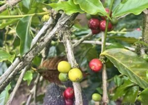 Buah kopi desa catur, Kintamani