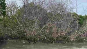 Pertamina Patra Niaga Pulihkan Mangrove Pedungan LSM Siap Kawal hingga Tuntas