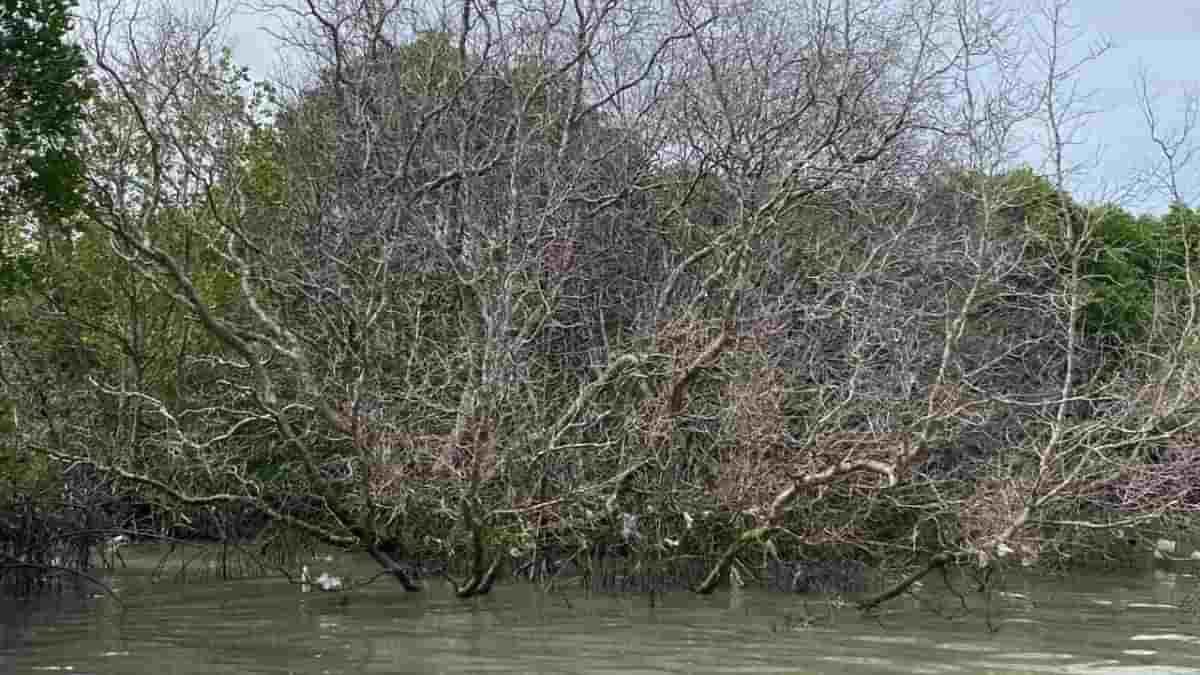Pertamina Patra Niaga Pulihkan Mangrove Pedungan LSM Siap Kawal hingga Tuntas
